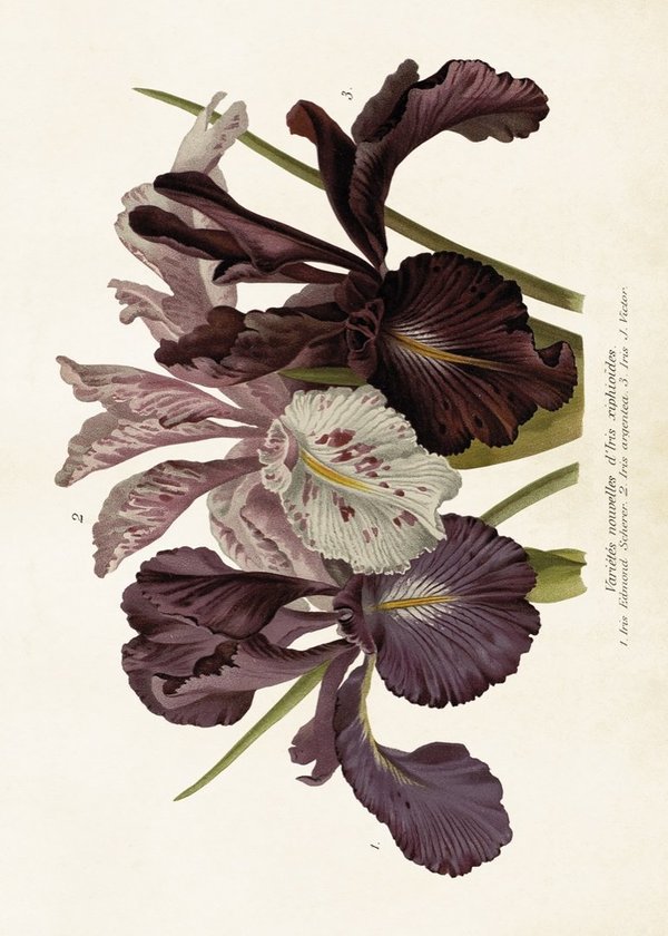 Poster 50x70 cm Iris