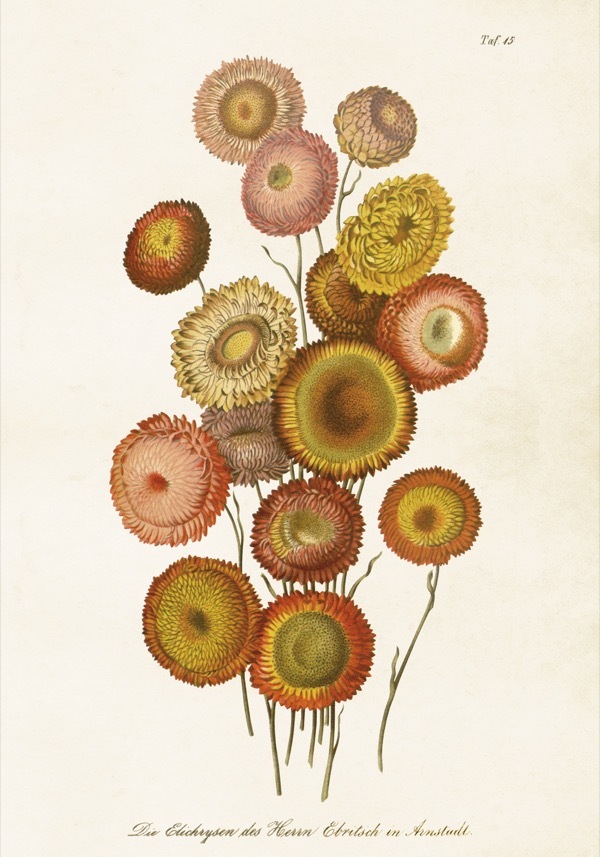 Poster 35x50 cm Strohblumen